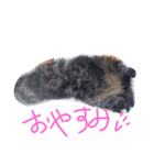 ブランカじぃさん（個別スタンプ：8）