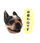 フレンチブルドッグのハチミツオです。（個別スタンプ：1）