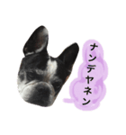 フレンチブルドッグのハチミツオです。（個別スタンプ：2）