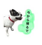 フレンチブルドッグのハチミツオです。（個別スタンプ：3）