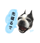 フレンチブルドッグのハチミツオです。（個別スタンプ：6）