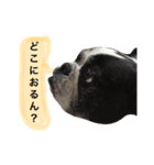 フレンチブルドッグのハチミツオです。（個別スタンプ：8）