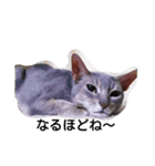 うちのねこ ヴァニラとマリー（個別スタンプ：1）