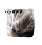 うちのねこ ヴァニラとマリー（個別スタンプ：2）