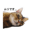 うちのねこ ヴァニラとマリー（個別スタンプ：5）