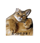 うちのねこ ヴァニラとマリー（個別スタンプ：6）