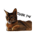 うちのねこ ヴァニラとマリー（個別スタンプ：7）