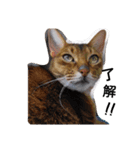 うちのねこ ヴァニラとマリー（個別スタンプ：8）