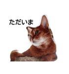 うちのねこ ヴァニラとマリー（個別スタンプ：11）