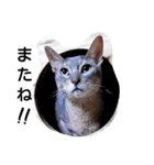 うちのねこ ヴァニラとマリー（個別スタンプ：13）
