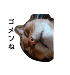 うちのねこ ヴァニラとマリー（個別スタンプ：15）