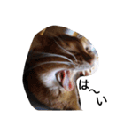 うちのねこ ヴァニラとマリー（個別スタンプ：16）