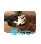マロンとはんなと時々レイン（個別スタンプ：29）