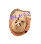 KOHARU go go！！1（個別スタンプ：2）