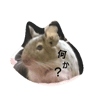 デグー 言葉(挨拶)（個別スタンプ：1）