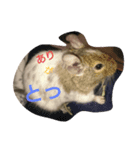 デグー 言葉(挨拶)（個別スタンプ：8）