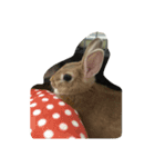 うさぎnoモカちゃん（個別スタンプ：7）