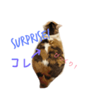 みーちゃんと仲間達2（個別スタンプ：1）