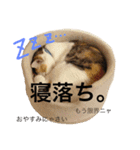 みーちゃんと仲間達2（個別スタンプ：2）