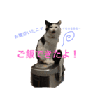 みーちゃんと仲間達2（個別スタンプ：4）