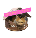 みーちゃんと仲間達2（個別スタンプ：5）
