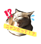みーちゃんと仲間達2（個別スタンプ：12）