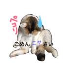 みーちゃんと仲間達2（個別スタンプ：14）