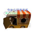 みーちゃんと仲間達2（個別スタンプ：15）