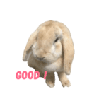 ロップイヤーラビットのふーちゃん（個別スタンプ：3）