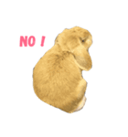 ロップイヤーラビットのふーちゃん（個別スタンプ：4）