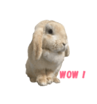ロップイヤーラビットのふーちゃん（個別スタンプ：7）