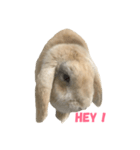 ロップイヤーラビットのふーちゃん（個別スタンプ：8）