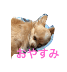 ラテちゃんだ（個別スタンプ：1）