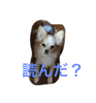 ラテちゃんだ（個別スタンプ：2）