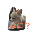 ラテちゃんだ（個別スタンプ：3）