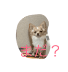 ラテちゃんだ（個別スタンプ：5）