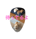 ラテちゃんだ（個別スタンプ：6）