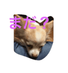 ラテちゃんだ（個別スタンプ：7）