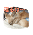 ラテちゃんだ（個別スタンプ：8）