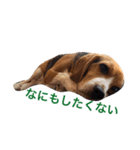 ビーグル犬 だいち（個別スタンプ：1）