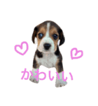 ビーグル犬 だいち（個別スタンプ：2）