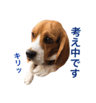 ビーグル犬 だいち（個別スタンプ：3）