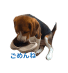 ビーグル犬 だいち（個別スタンプ：4）