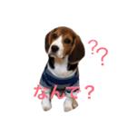 ビーグル犬 だいち（個別スタンプ：5）