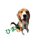 ビーグル犬 だいち（個別スタンプ：6）