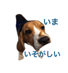 ビーグル犬 だいち（個別スタンプ：7）
