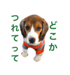 ビーグル犬 だいち（個別スタンプ：8）