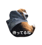 ビーグル犬 だいち（個別スタンプ：9）