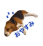 ビーグル犬 だいち（個別スタンプ：10）