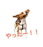 ビーグル犬 だいち（個別スタンプ：11）